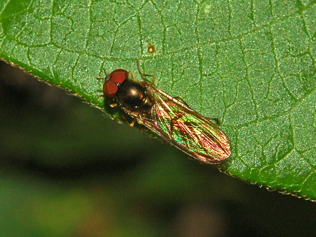 Un piccolo dittero con le ali iridescenti
